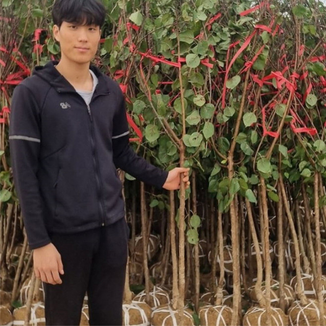 바이오체리나무 왕자두 플럼코트 3년생 묘목 R2.5-3.0 체리나무 체리자두나무, 왕자두 3년생R2.5-3.0