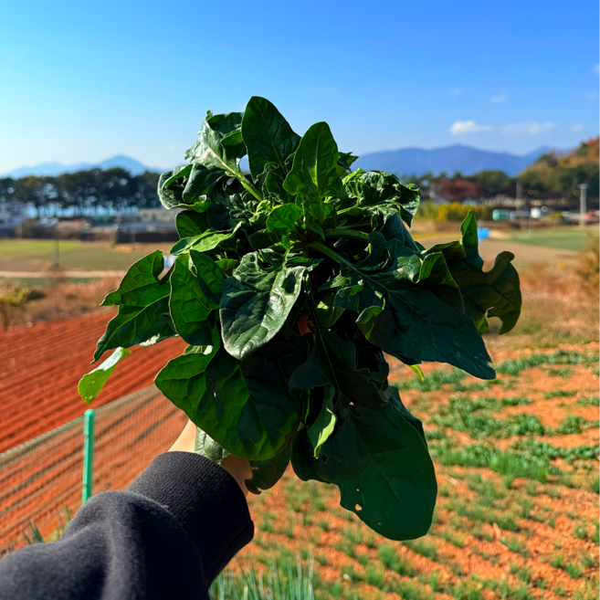 국내산 남해 시금치 보물섬 시금치 보물초 섬초, 1박스, 300g
