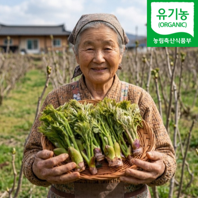 [예약판매]100박스특가 산지직송 최상급 유기농 참두릅, 1박스, 1kg