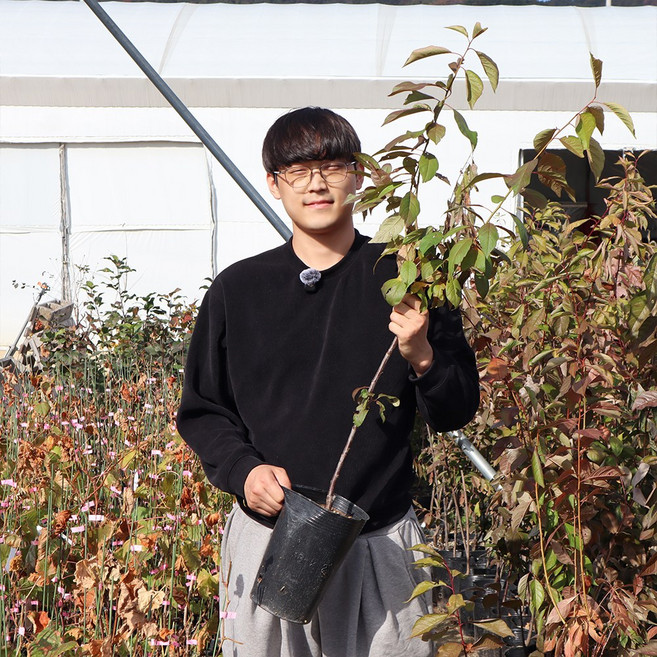 자두나무 묘목 3년생 결실주 포트묘 호무샤 추휘자두 바이오체리 왕자두, 1개, 추휘자두 3년생 포트묘