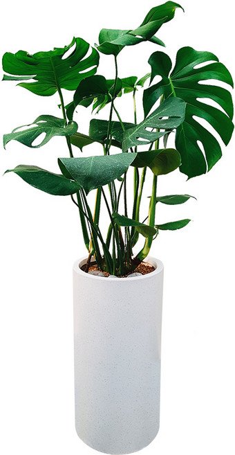 도자기랑나무랑 개업 개원 축하화분 거실반려식물 실내공기정화 금전수 뱅갈고무나무, 1개, 몬스테라 거실화분 DLP-234