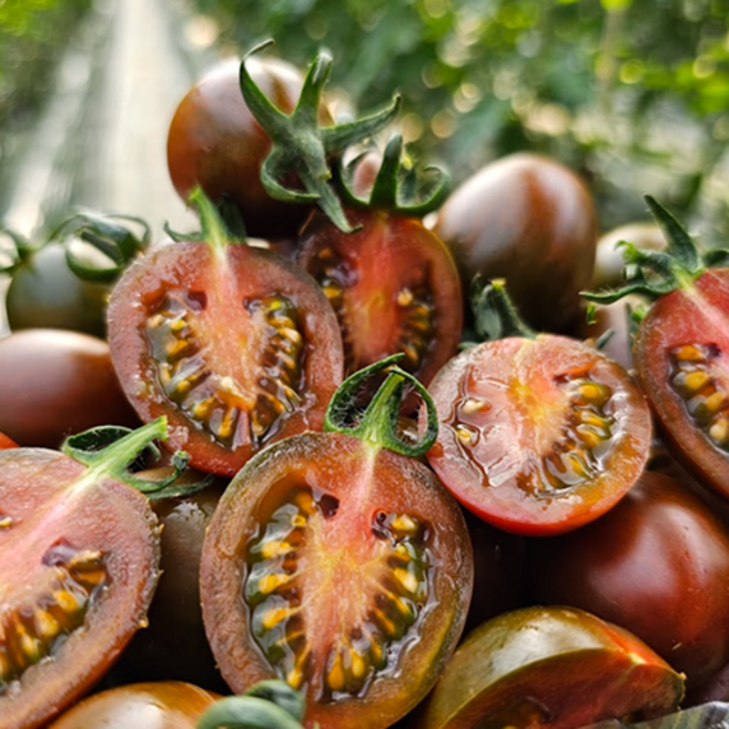 GAP인증 대저 흑 대추 방울토마토 쿠마토, 1박스, 500g