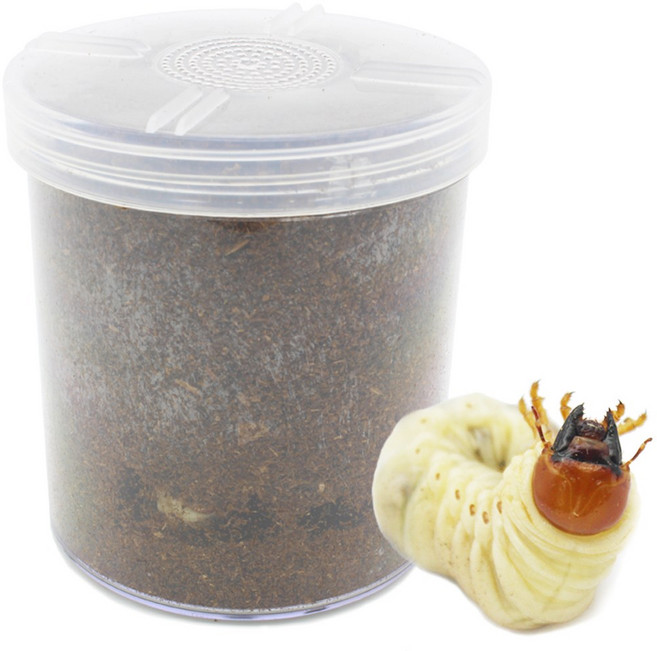 벅스앤미 넓적사슴벌레 애벌레 투명 고급 케이스 세트