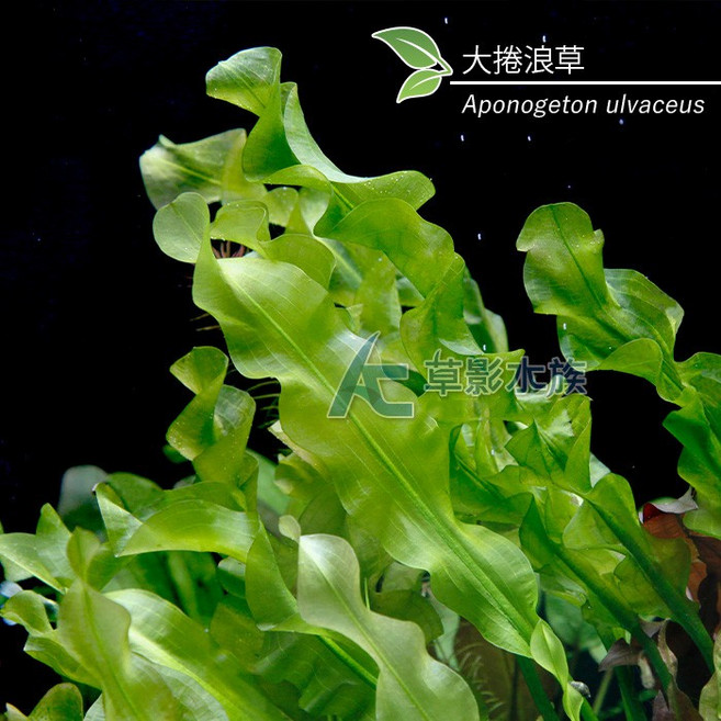 AC草影 大捲浪草 一株 水生植物 陽性水草 耐熱 不用CO2 水草造景 水草裝飾, 1個