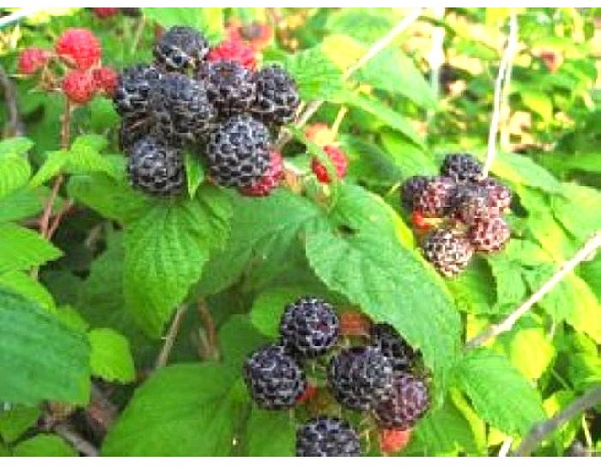 복분자묘목 가시있는 토종복분자 삽목1년생뿌리묘10주, 10개, 검은색