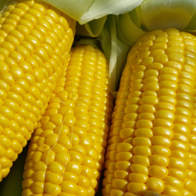 초여름 제철 국내산 고당도 초당옥수수 5개입 특품 14cm 이상