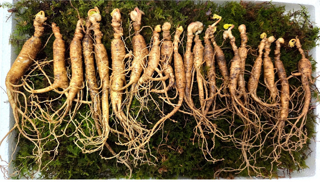 [The 건강하삼] 산양산삼 9~10년근 야생 파지삼 산삼 산양삼 파지삼, 20뿌리, 1개