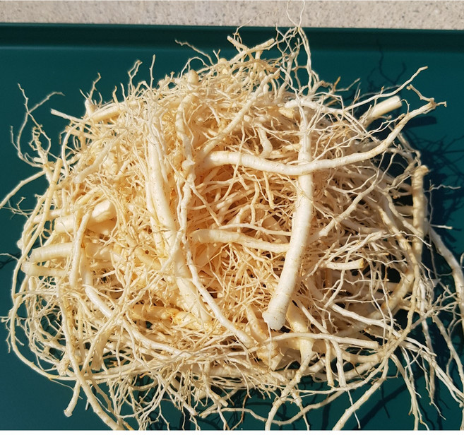 수삼 인삼잔뿌리 인삼뿌리 뿌리삼 미삼 세척 물끓이는용, 세척O, 04. 잔뿌리 750g, 1개