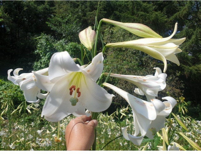 철포나리구근/큰구근5개 /평창게으른농부농장, 1개