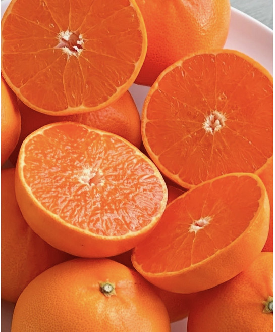 4위 - 프리미엄 제주 천혜향 산지직송 초고당도 과일선물 2kg 3kg 5kg 10kg 1박스, 1개, (특) 프리미