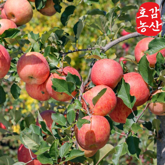 [한정특가] 100박스한정 산지직송 고당도 경북 부사 사과, 1박스, 5kg 25-29과