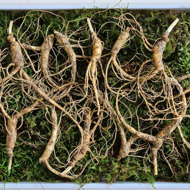 [한국명품산삼] 진짜 100% 지리산 산양삼 5-6년근 산지직송 선물용 장뇌삼 산양산삼, 5-6년근 20뿌리, 1개, 10g