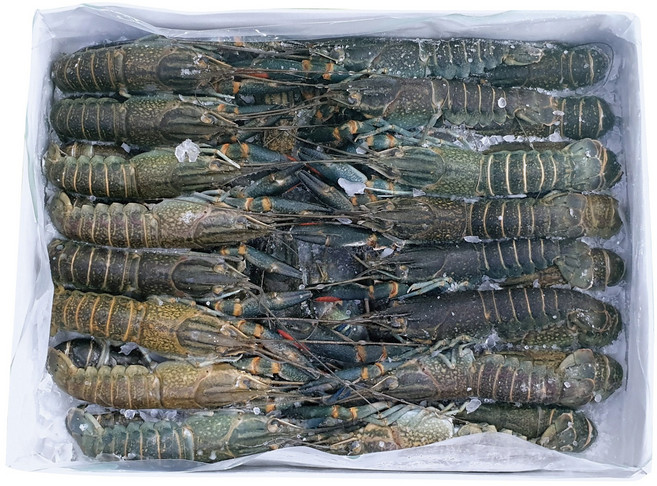 낚시미끼 바다낚시 대물낚시 감성돔 참돔 돌돔 베스 미끼 민물가재미끼 800g 1kg, 1개, [에콰]800g 민물가재미끼 21/25미