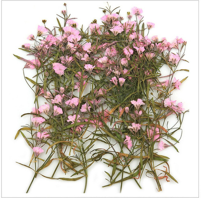 프레스코21 압화 줄기 밤안개(분홍) 20p