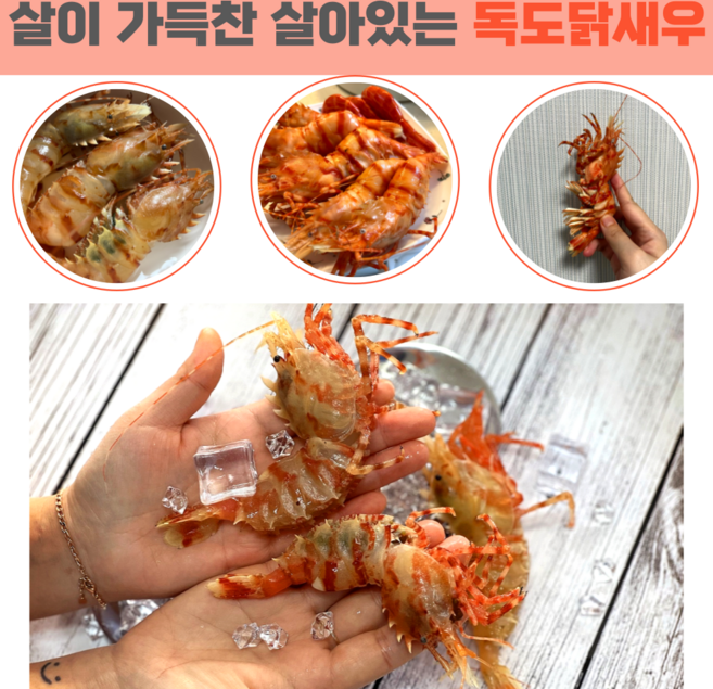 당일조업 산지직송 자연산 활 독도새우 꽃새우 닭새우 300g 500g 1kg, 활 독도닭새우 300g, 1개