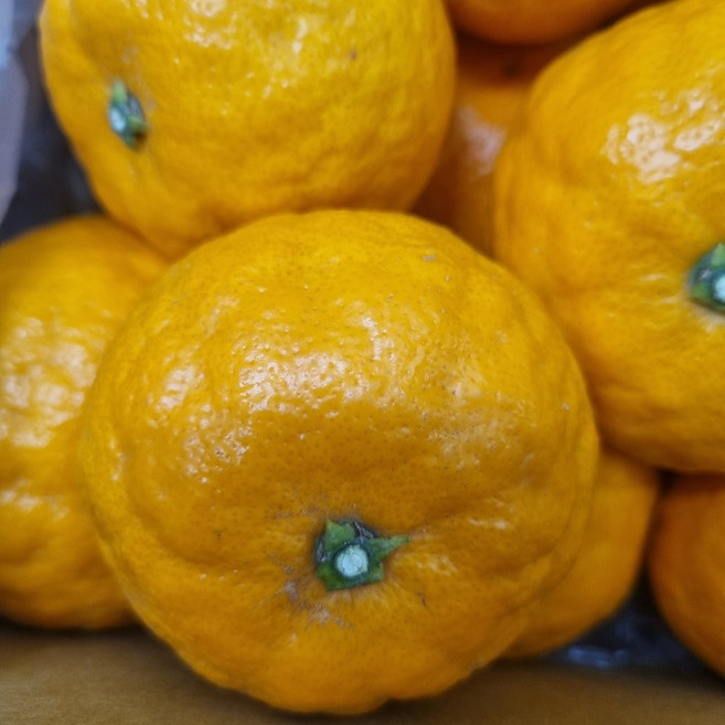 [제니네 제철과일] 산지직송 수라향 프리미엄 감귤 제주 노지, 1개, 5KG 대과