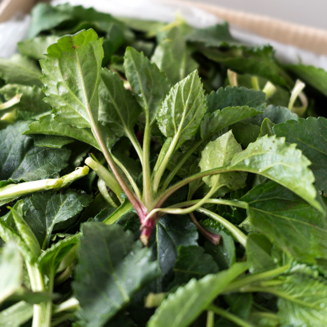 취나물 국내산 취나물 생 취나물 봄나물, 1박스, 4kg