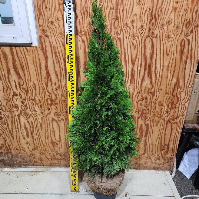 에메랄드그린 묘목 1m 나무 서산조경마켓, 1개