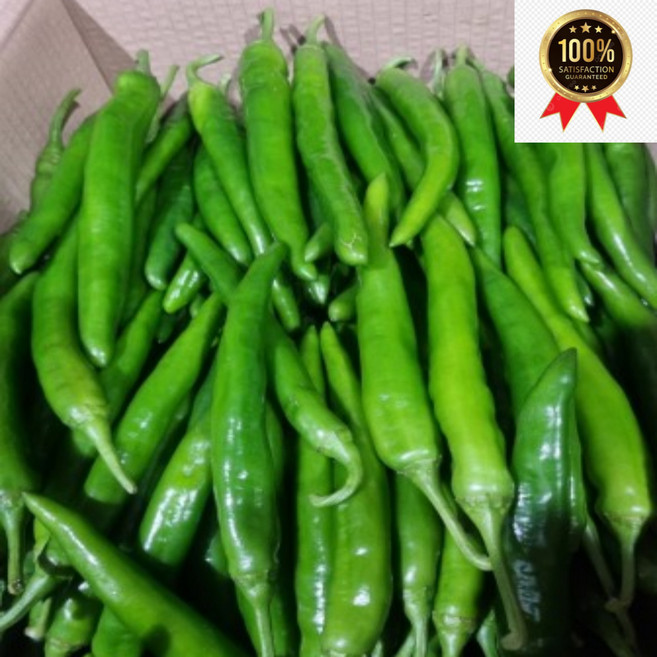 국내산 아삭이고추 오이맛고추 상, 1개, 오이맛고추 상 500g