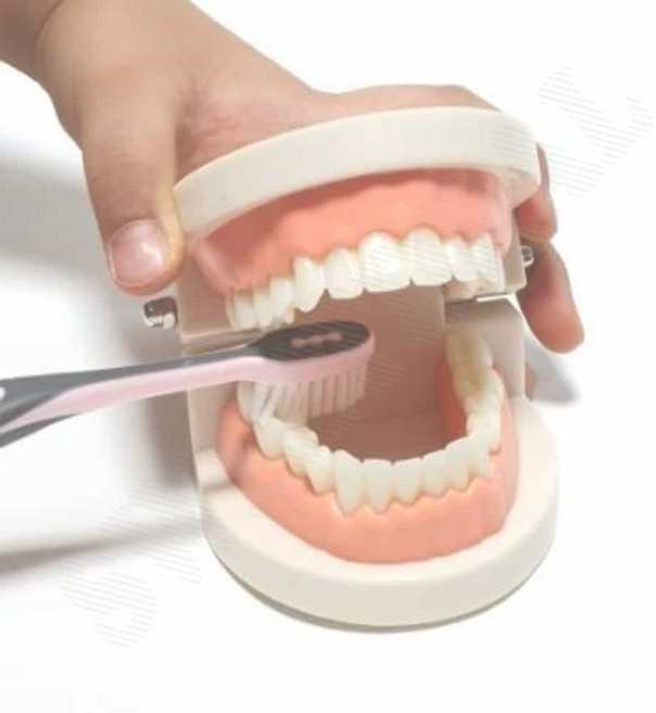 치아 교육 치아모형 가짜이빨 양치교구