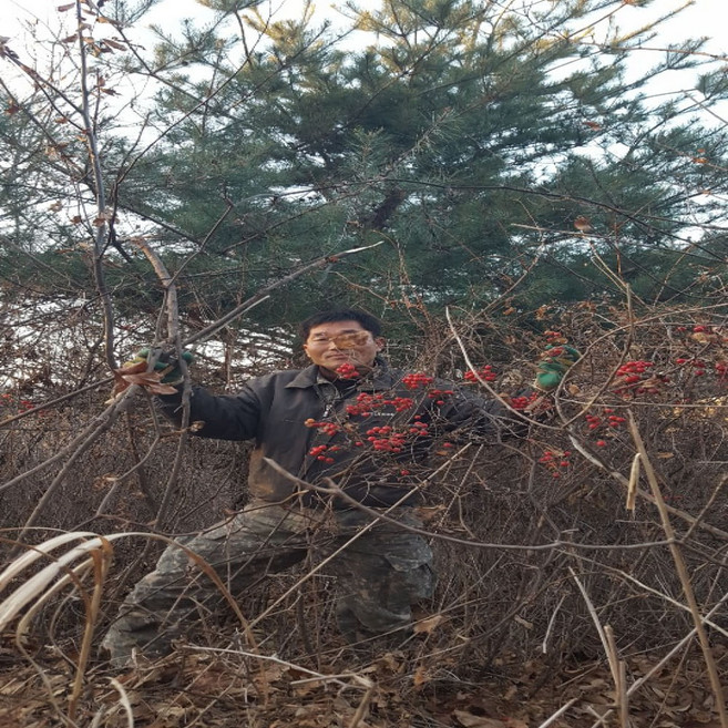 야생자연산100%토복령망개뿌리즙(110mlx60), 1개