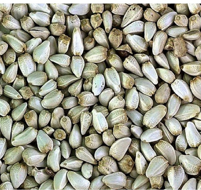 내몸에 자연가득 홍화씨300g 볶은 가시 홍화씨 뼈에 좋은약초, 1개, 300g