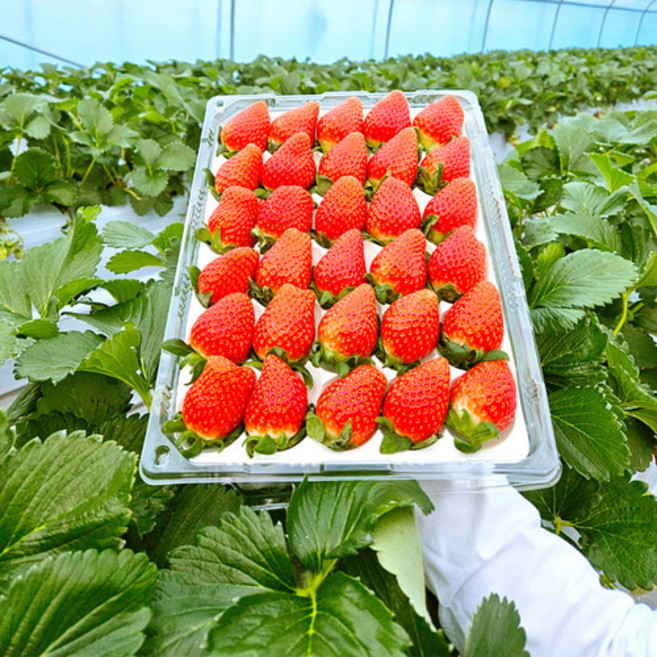 산지직송 비타민이 가득한 진주 의성 고령 딸기, 딸기 350g 15-21구 한입 1팩, 1개