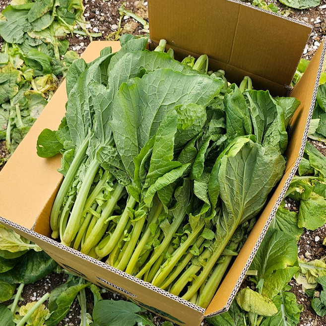[100%품질보장] 해풍맞은 여수 돌산 갓 생갓, 1박스, 5kg