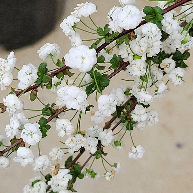 라망가든 장미조팝 나무 소형 어린나무 키우기, 2개
