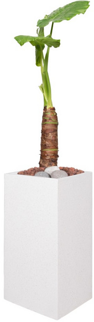 세시의정원사 자체제작 알로카시아 고급화분 서울 경기 당일배송, 11.알로카시아+01.흰색 직사각형, 11.알로카시아, 01.흰색 직사각형, 11.알로카시아+01.흰색 직사각형, 1개