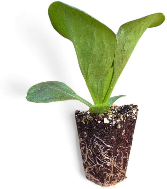 [오감] 레드 치커리 모종 가을 채소 묘종 적치커리, 100개