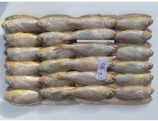 프라임 참조기, 50마리 전후/3.5kg, 1개