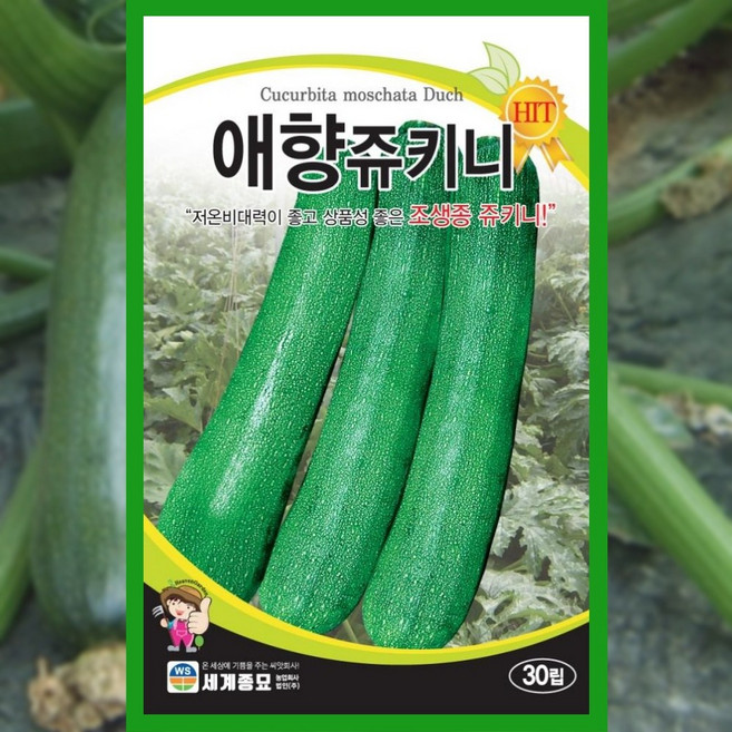 호박씨앗 30립 애향쥬키니 호박 씨앗 종자 채소, 1개