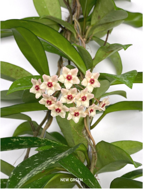 호야 카노사 앙증맞은 꽃을 피워요 60cm, 1개