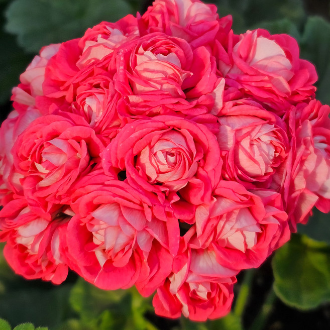 제라늄아울렛 ta러브스토리 러시아제라늄, 1개