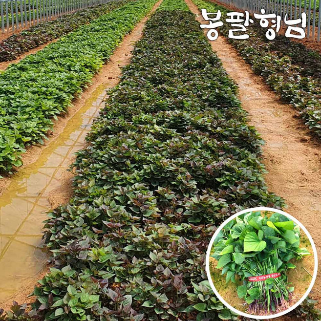 2026 자색고구마모종 1kg 고구마순, 1개, 요청일 발송