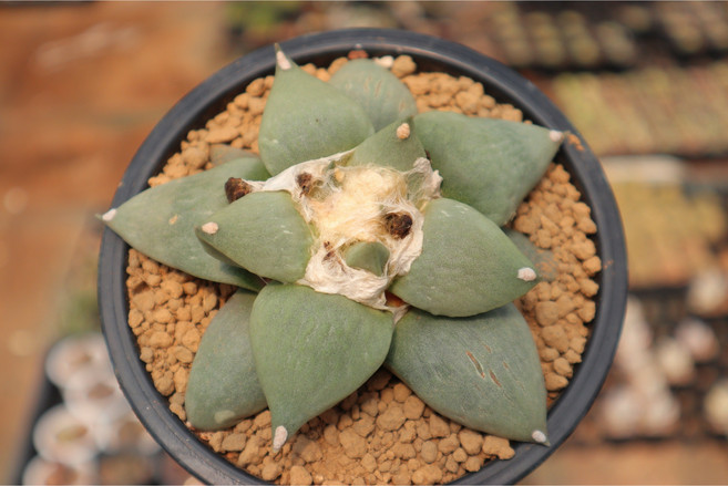 로나가든 단품 화목단 대품 69번 선인장 희귀다육이 아프리카식물