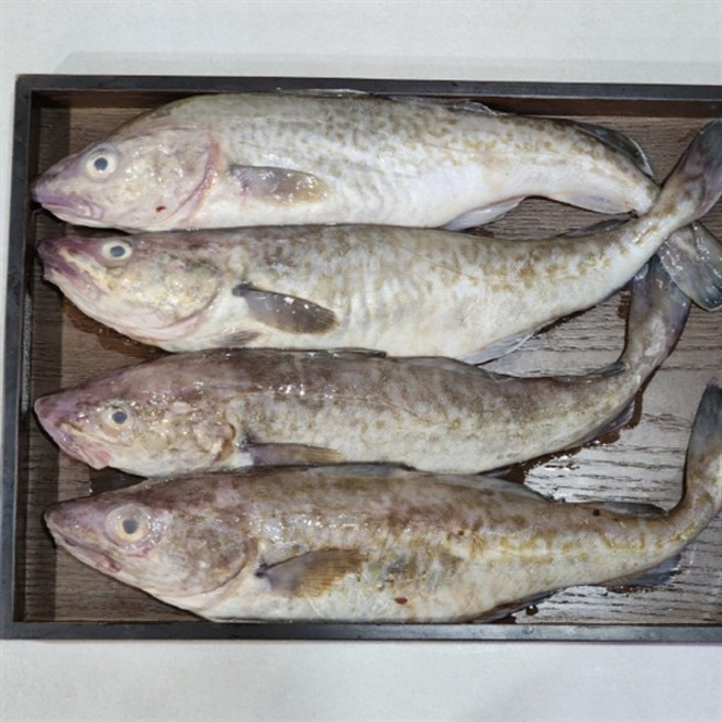 국내산 대구 1.5kg 급냉 냉동 생대구 대구탕 대구찜 생선