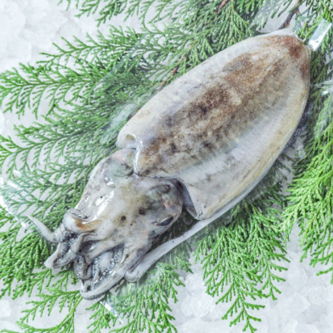 [수협직송]녹진하고 꼬소한 생물 갑오징어, 1세트, 1kg