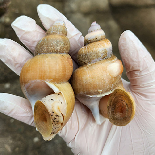 맛좋은 국내산 백고동 백골뱅이1kg 생물 안주 제철, 1개, 생물 백고동 소소 1KG (60-70미내외 )