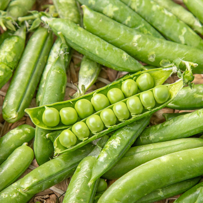 [국내산] 햇 생 완두콩 산지직송, 1개, 1kg
