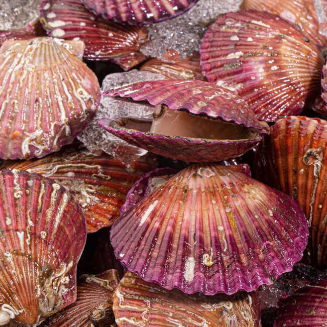 [선별최상품] 국산 홍가리비 생물 특품 당일조업 산지직송 디아머스, 1개, 5kg