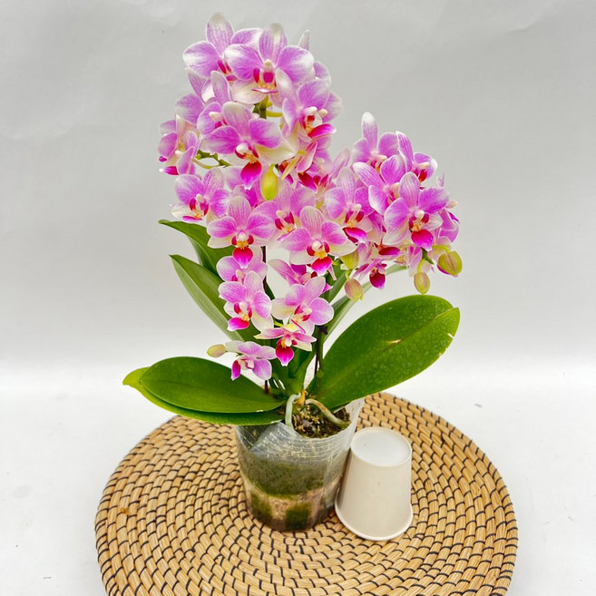 너무 예쁜 미니호접란 퀸 쌍대 (바크증정) 장기개화 꽃 디와이팜, 1개