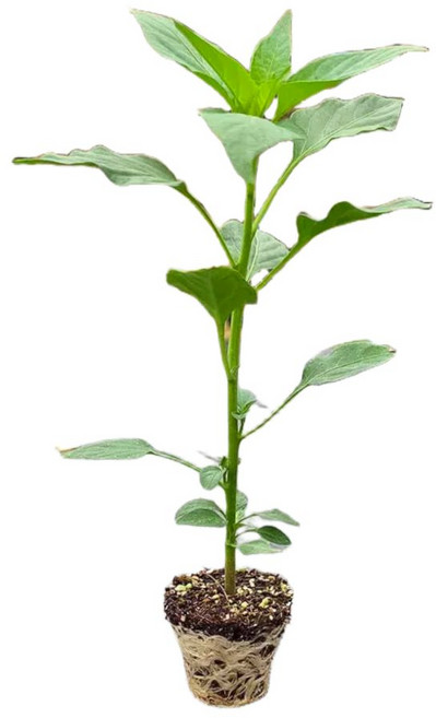 [오감] 베트남고추 모종 매운 태국 고추 묘종, 5개