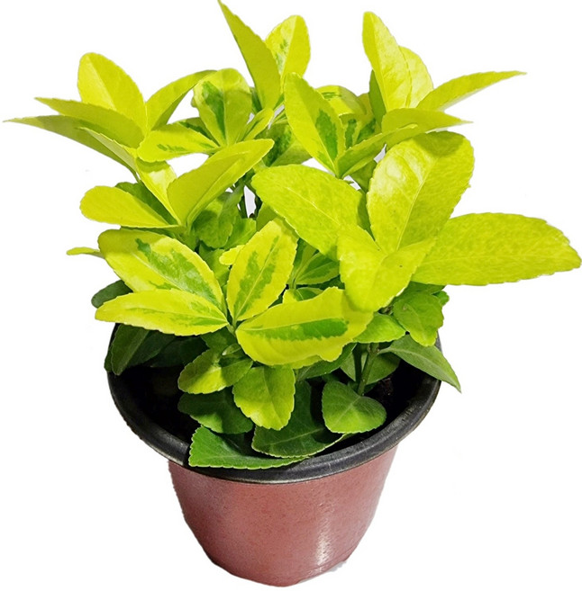 도도팜 금사철 황금사철 야생화 노지월동 사철나무 먼지제거식물 인테리어식물 공기정화식물, 01. 금사철 1개, 1개