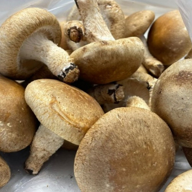 쫄깃한 식감과 깊은 감칠맛 산지직송 국내산 생표고버섯, 1박스, 2kg