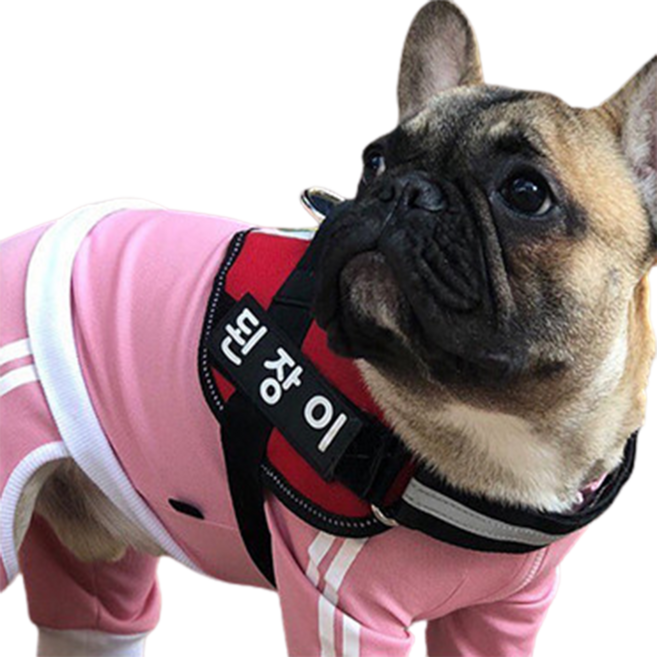 강아지 이름표 하네스 HARNESS L8814, 형광, 1개