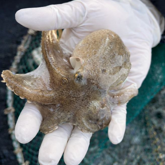 [재구매1위]선별직송 생물 활 쭈꾸미, 1개, 1kg