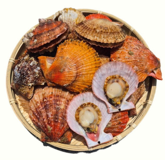 하고잽이수산 고압 솔세척 선별 제철 홍 비단 가리비, 가리비3kg, 1개