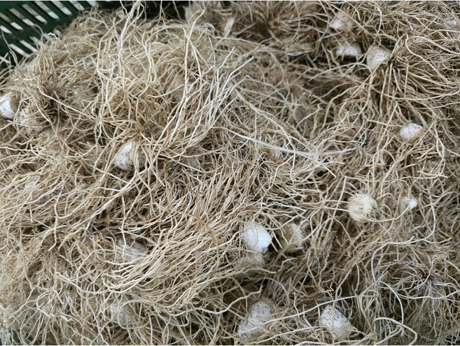 국내산 대파 파뿌리 3kg, 1개